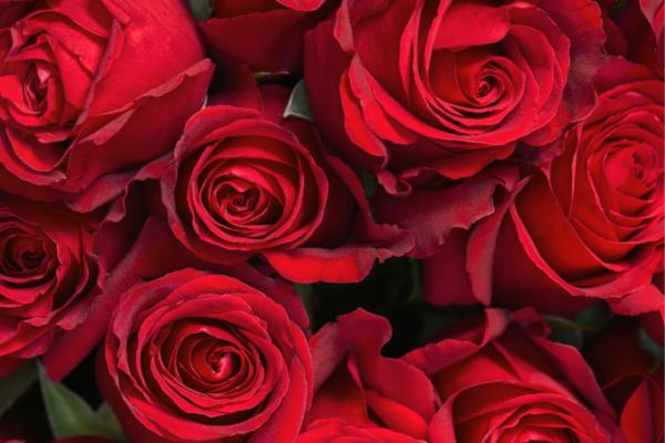 LOVERS RETREAT  |  SPA & MIDDAG  |  795kr p.p