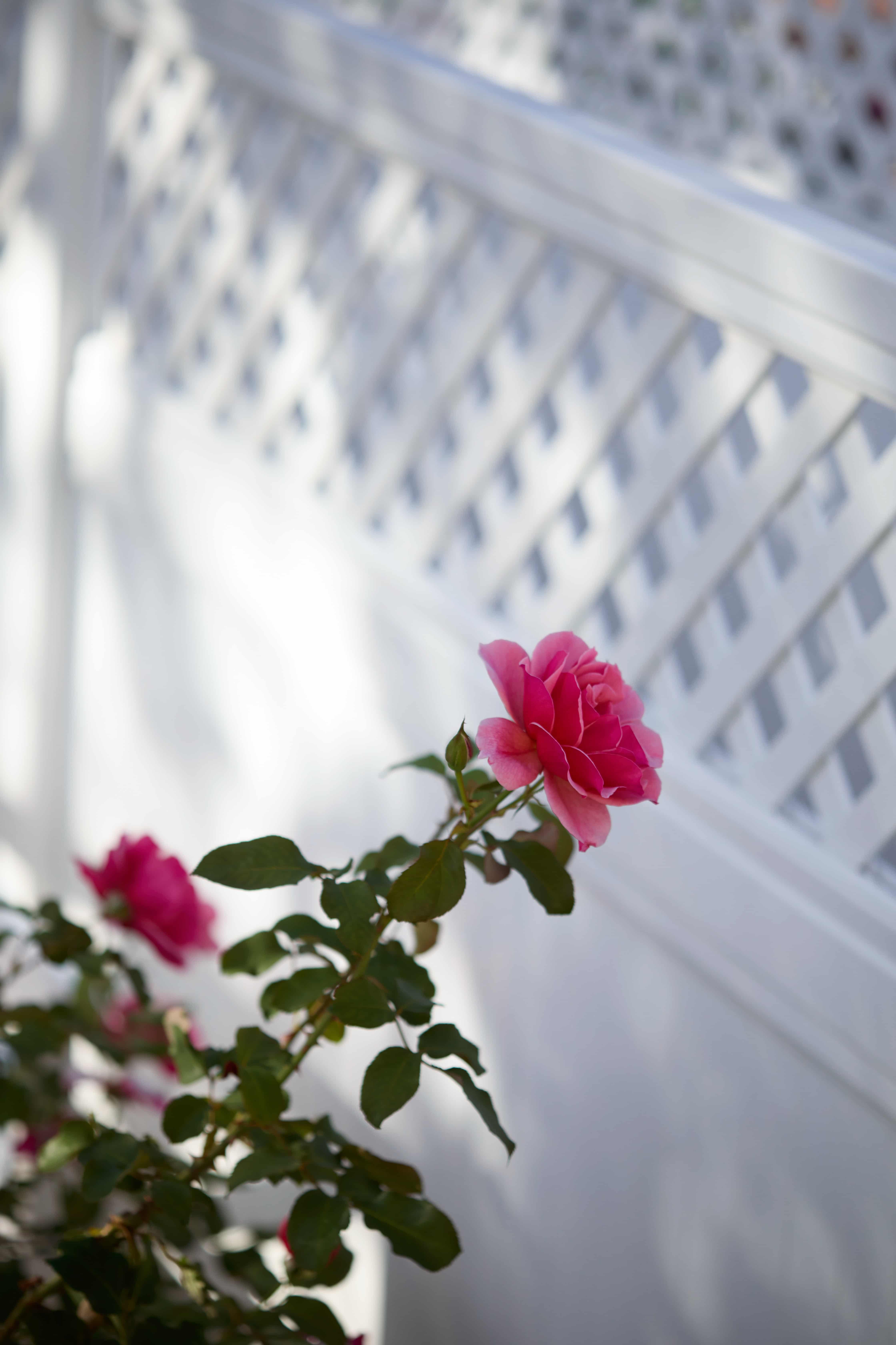 The Mount Nelson Rose