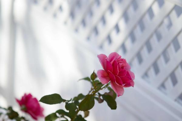 The Mount Nelson Rose