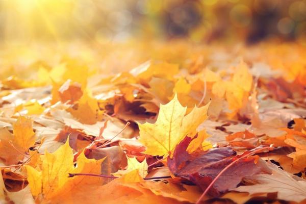 Golden Swim and Dine