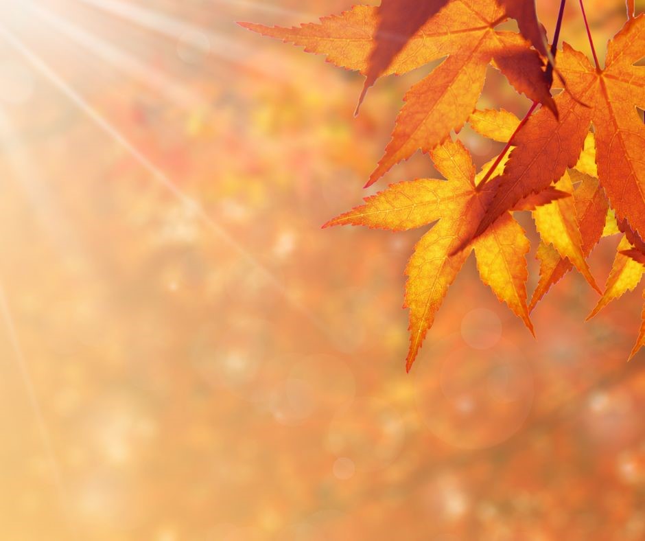 Golden Swim and Dine