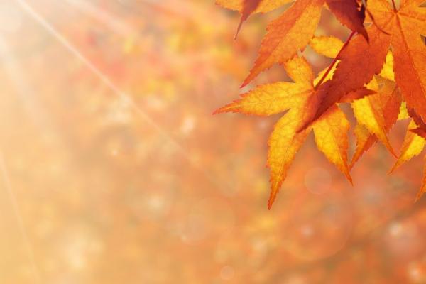 Golden Swim and Dine