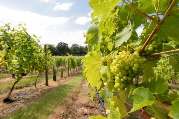 Wine Tasting & Vineyard Tour